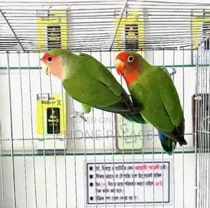Green Peace Face Love Bird