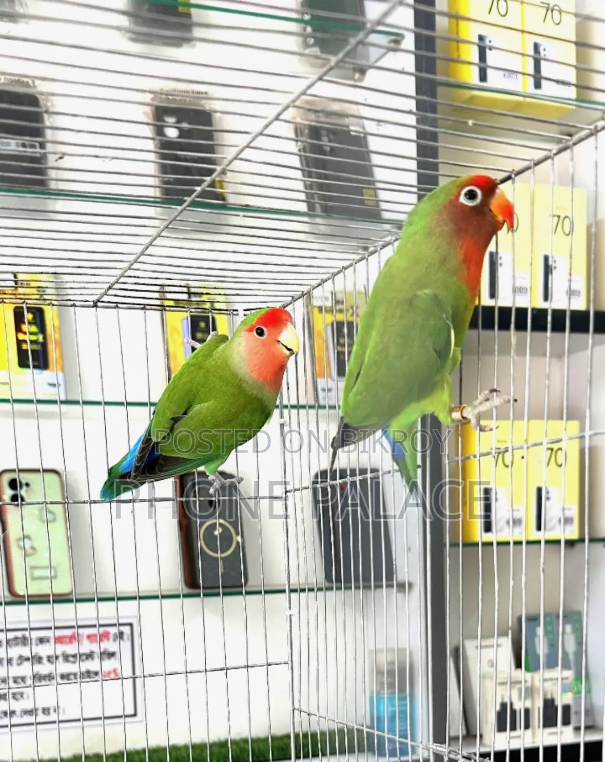 Green Peace Face Love Bird