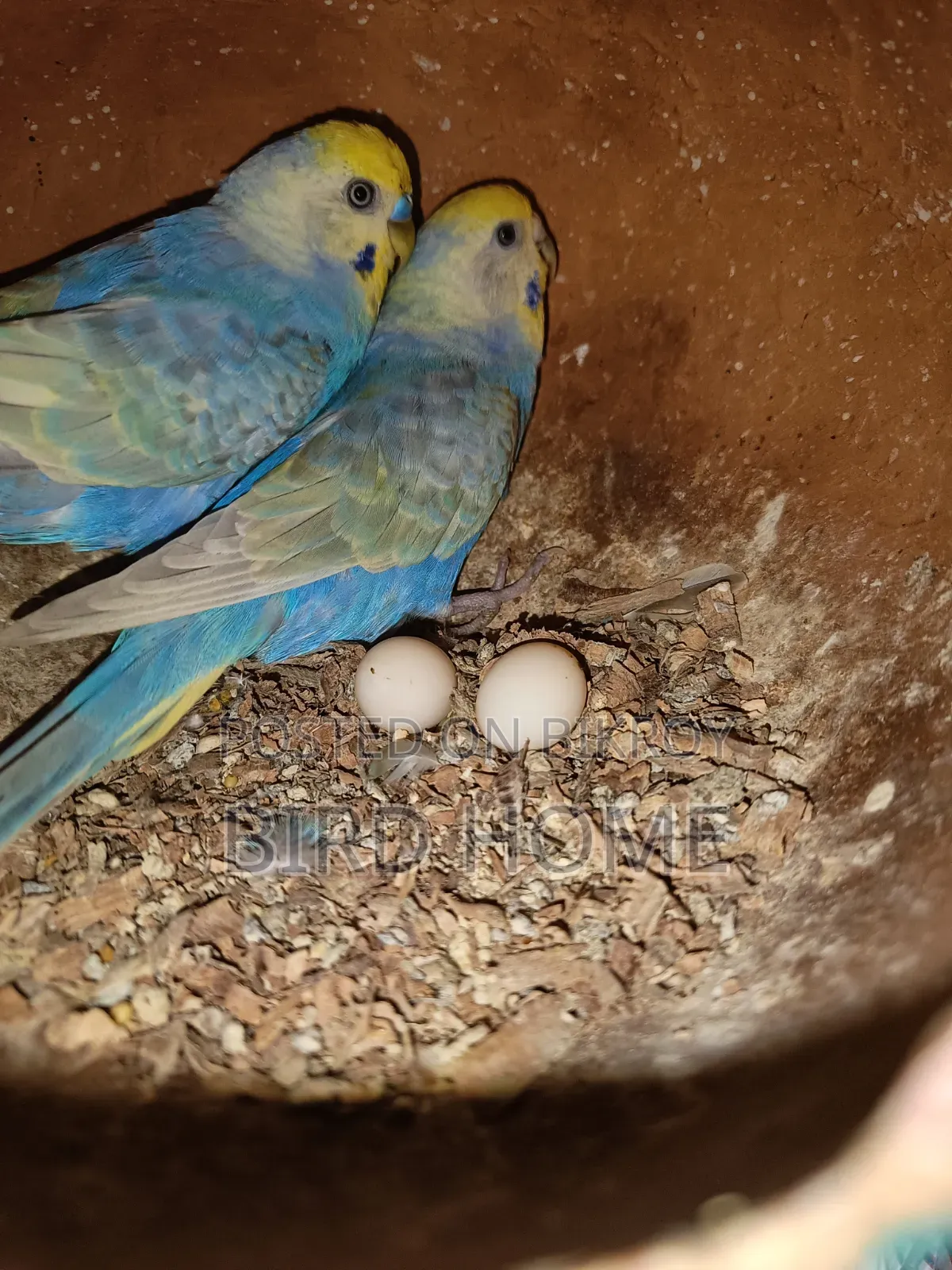 Running Budgerigar