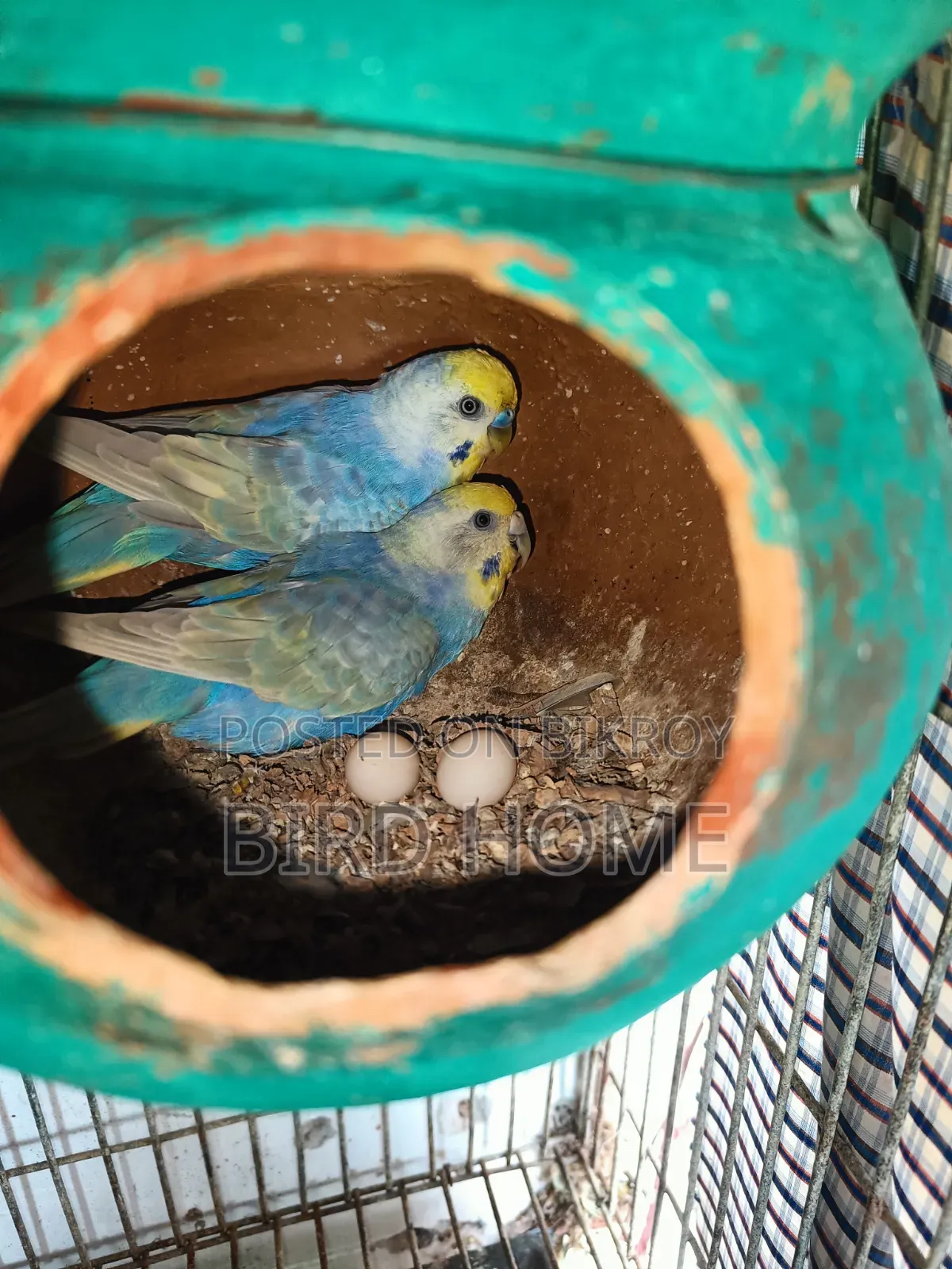 Running Budgerigar