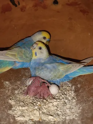 Running Budgerigar