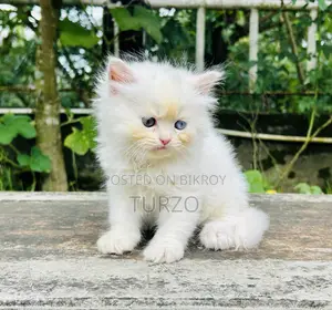 1-3 months Female Purebred Persian