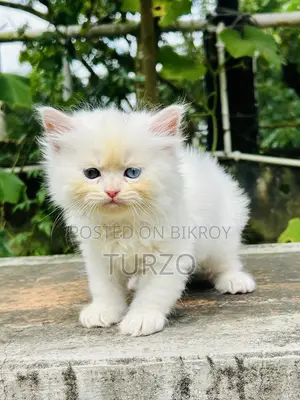 1-3 months Female Purebred Persian