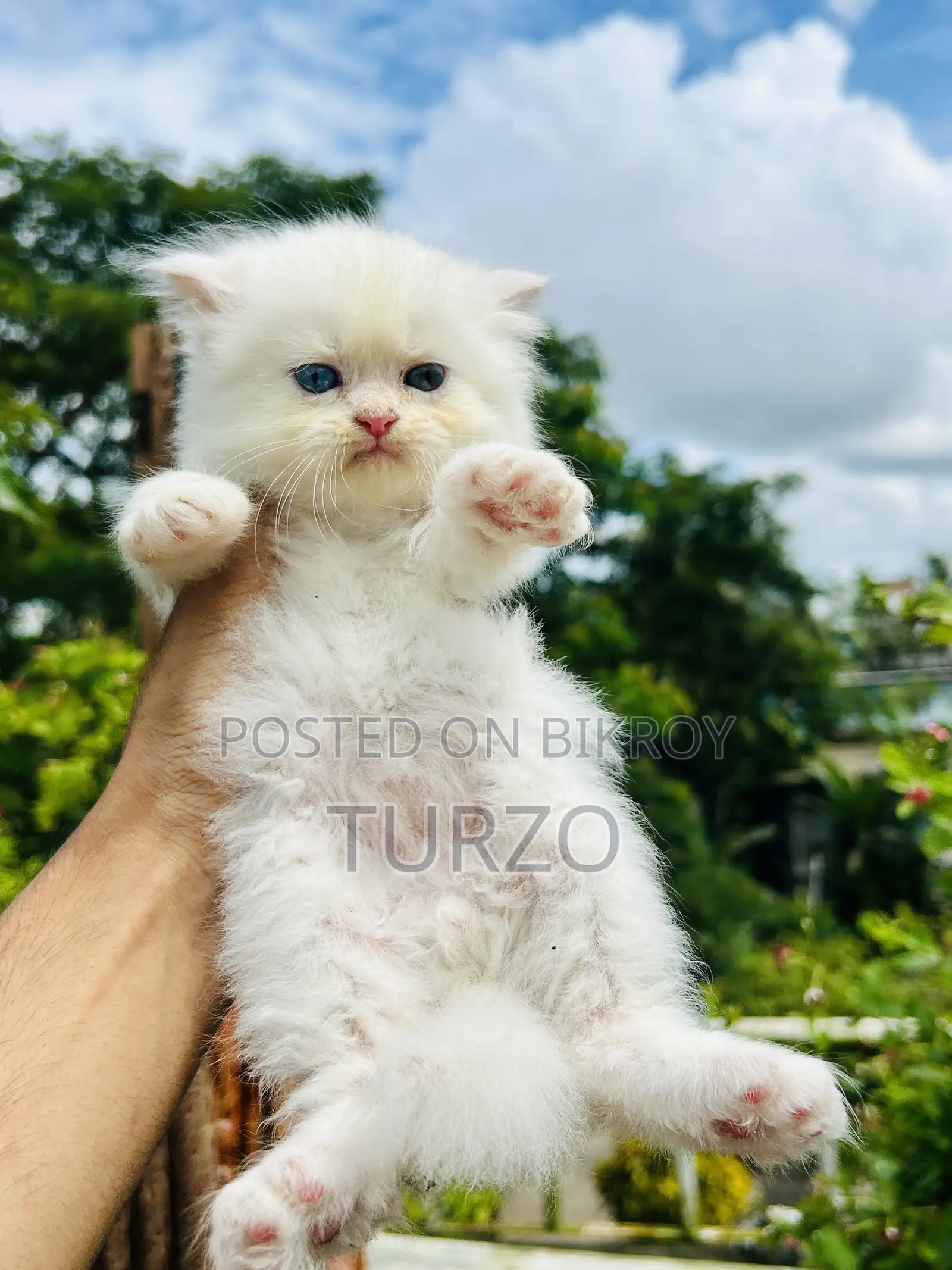 1-3 months Female Purebred Persian