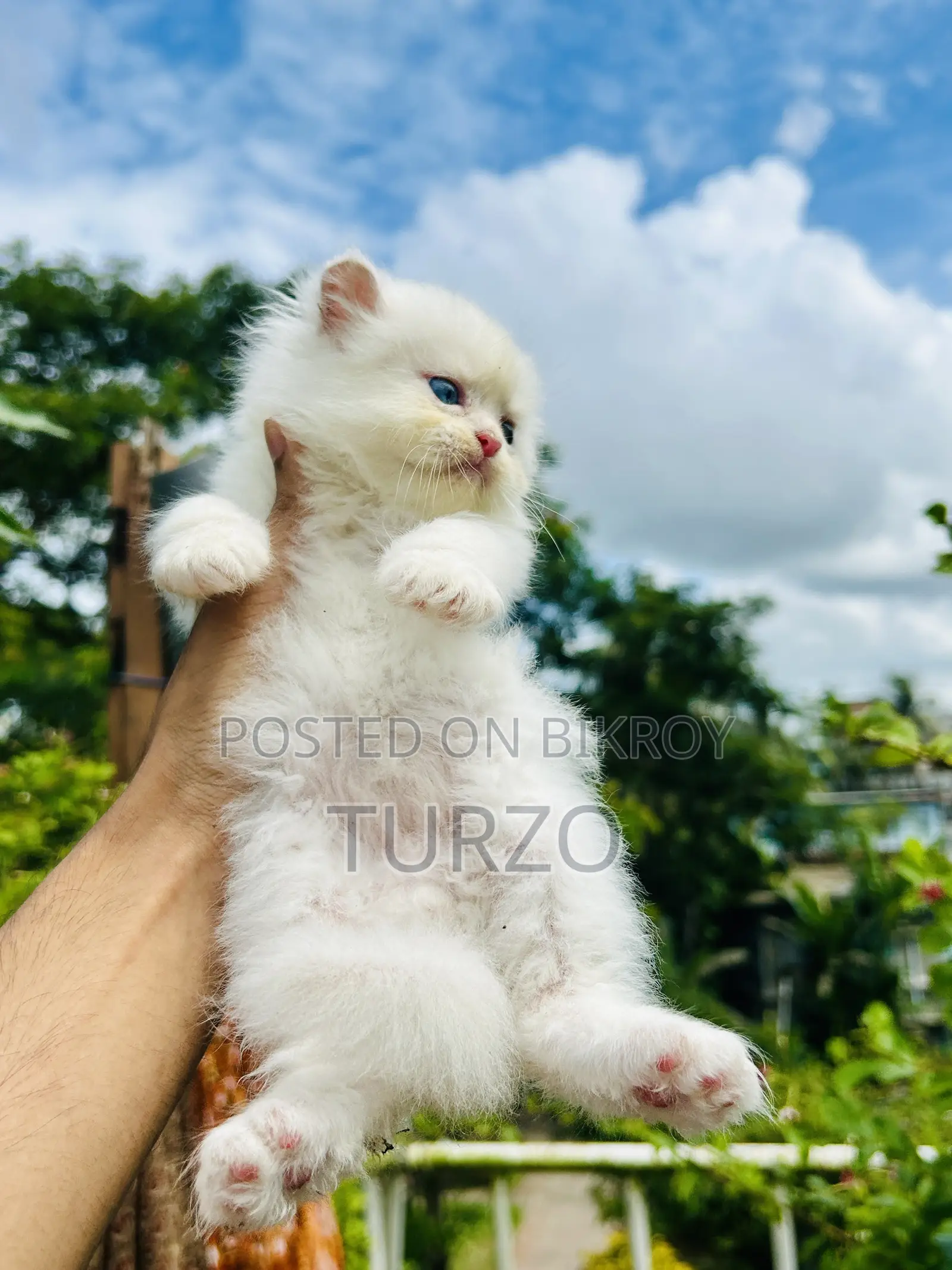 1-3 months Female Purebred Persian