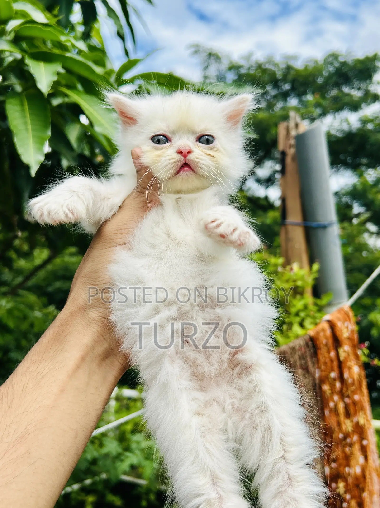 1-3 months Female Purebred Persian