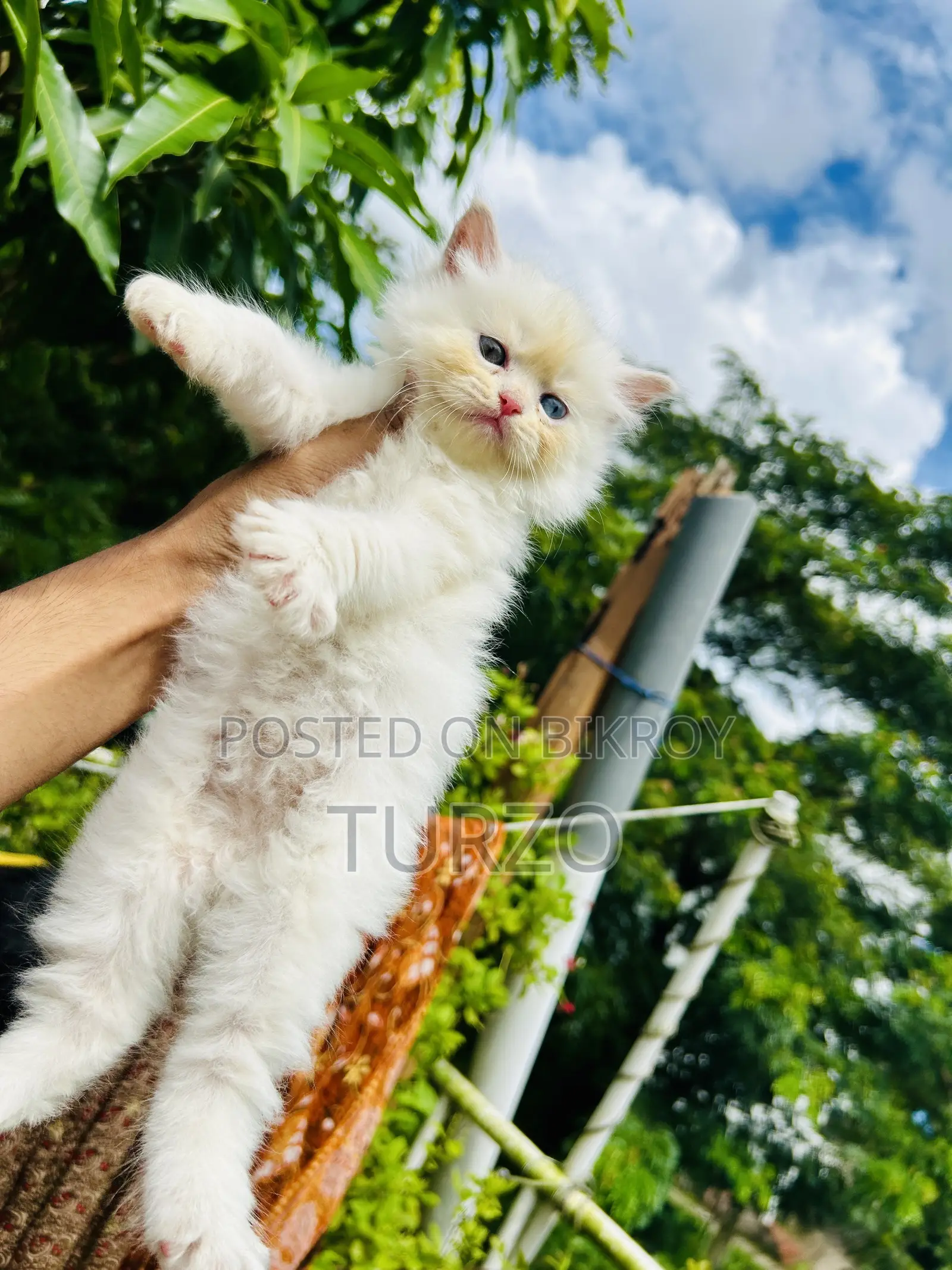 1-3 months Female Purebred Persian