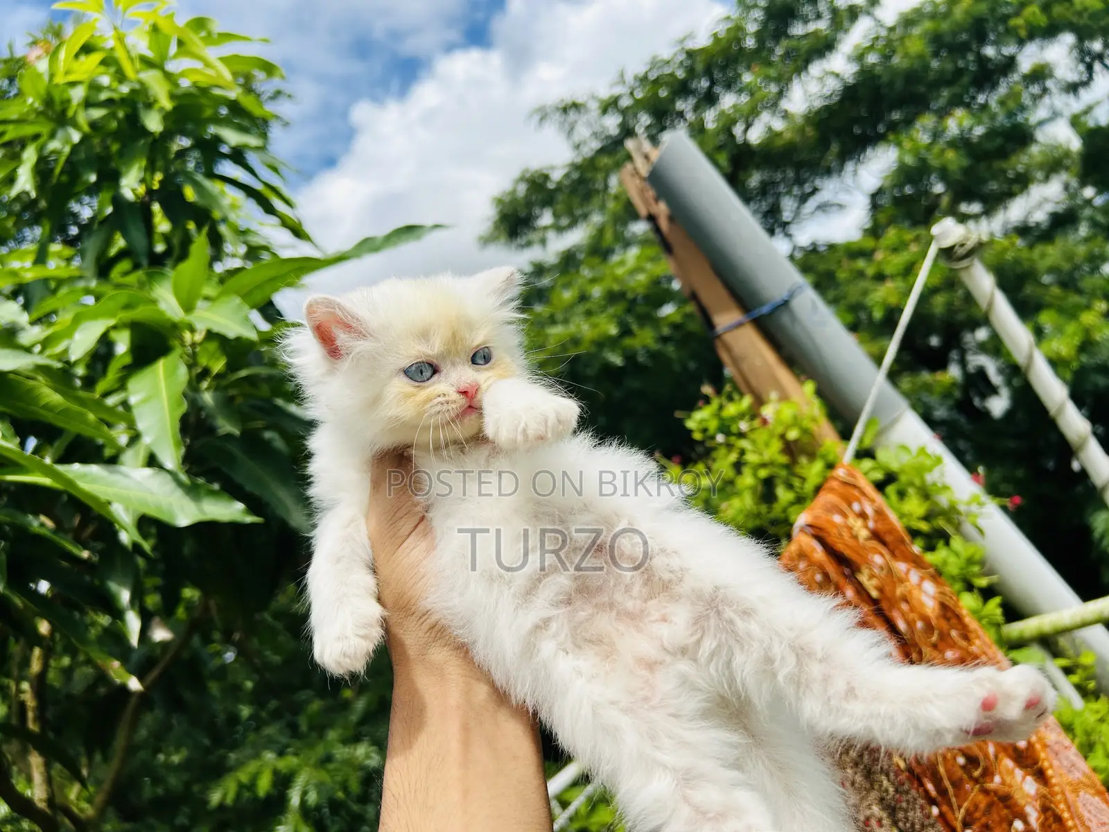 1-3 months Female Purebred Persian