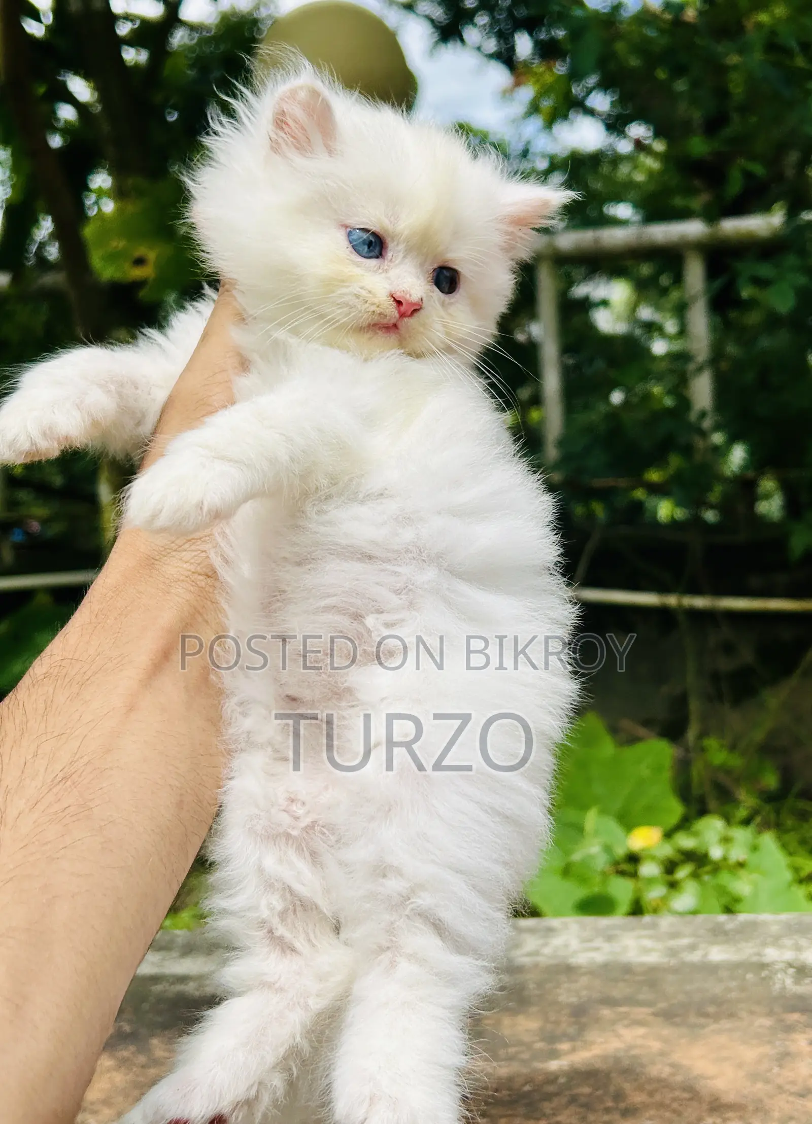 1-3 months Female Purebred Persian