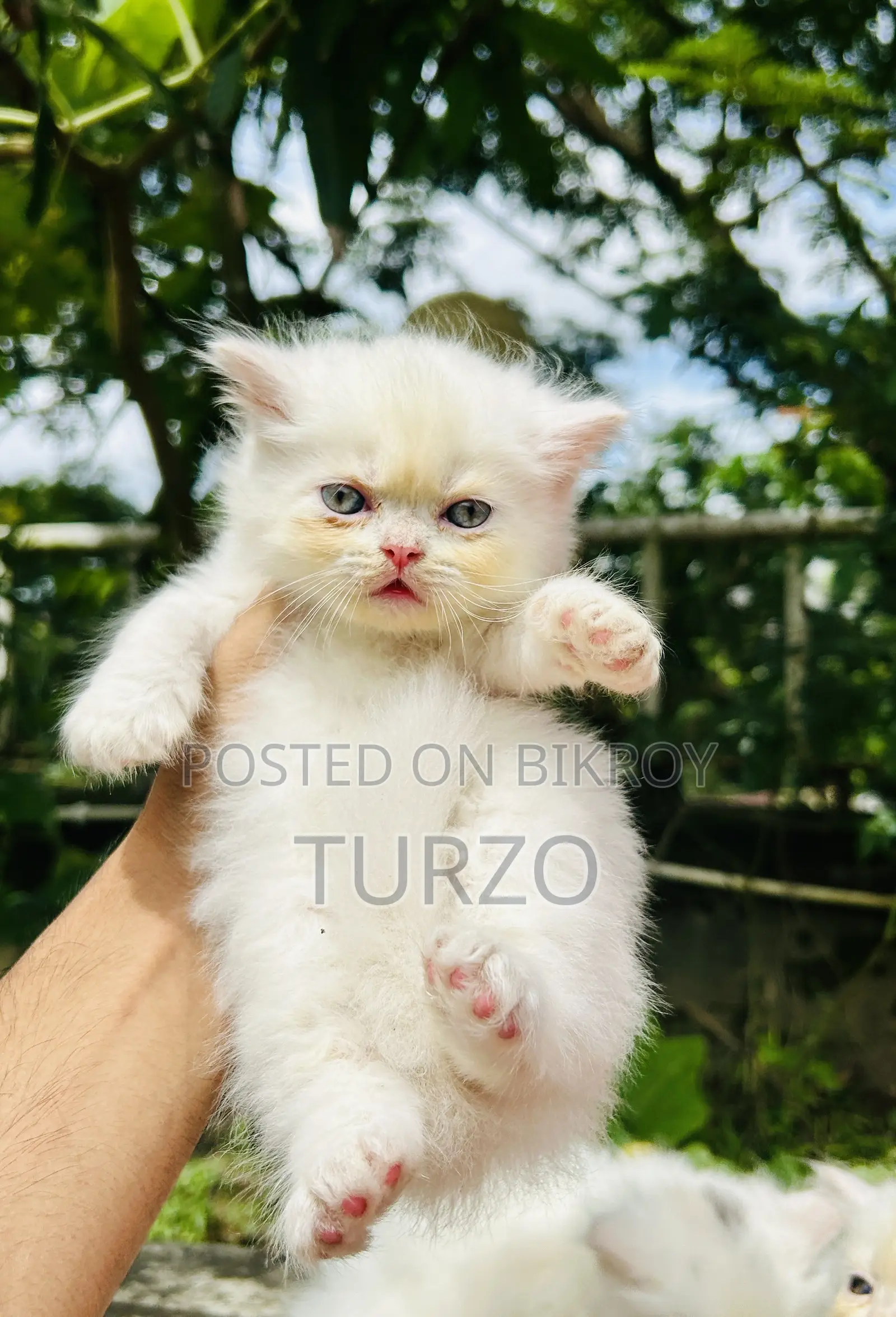 1-3 months Female Purebred Persian