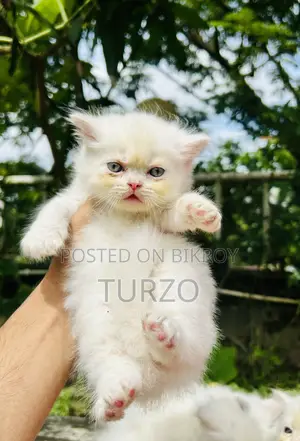 1-3 months Female Purebred Persian