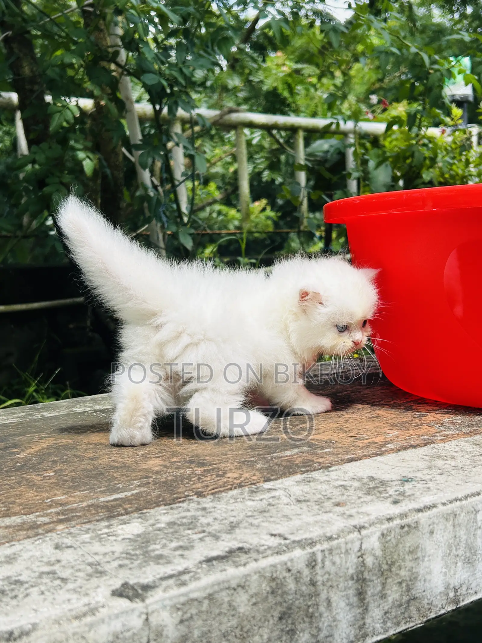 1-3 months Female Purebred Persian