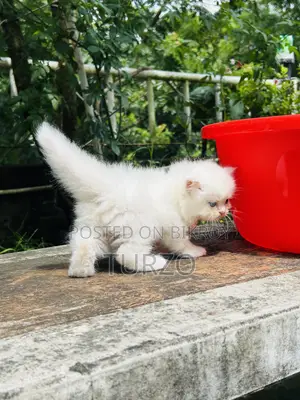 1-3 months Female Purebred Persian