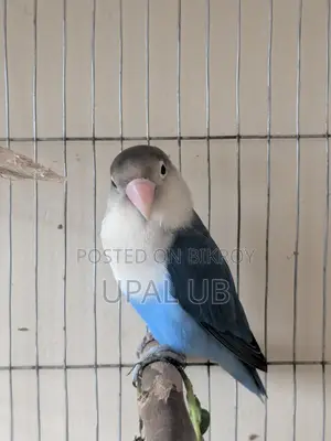 Blue Fischer's Male Lovebird for Sale | Healthy Active