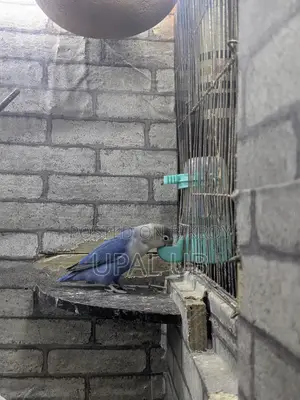 Blue Fischer's Male Lovebird for Sale | Healthy Active