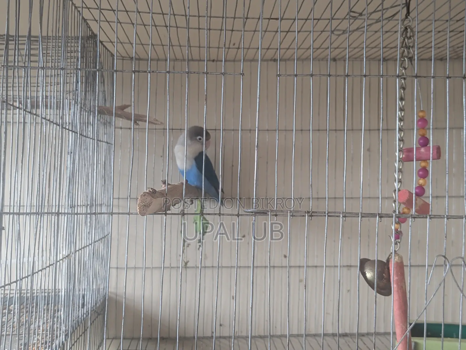 Blue Fischer's Male Lovebird for Sale | Healthy Active