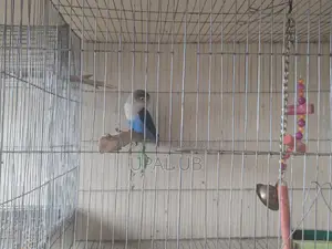 Blue Fischer's Male Lovebird for Sale | Healthy Active
