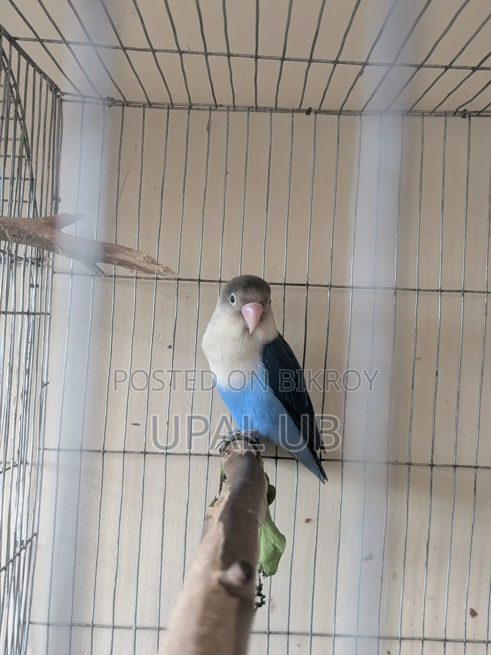 Blue Fischer's Male Lovebird for Sale | Healthy Active