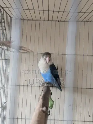 Blue Fischer's Male Lovebird for Sale | Healthy Active