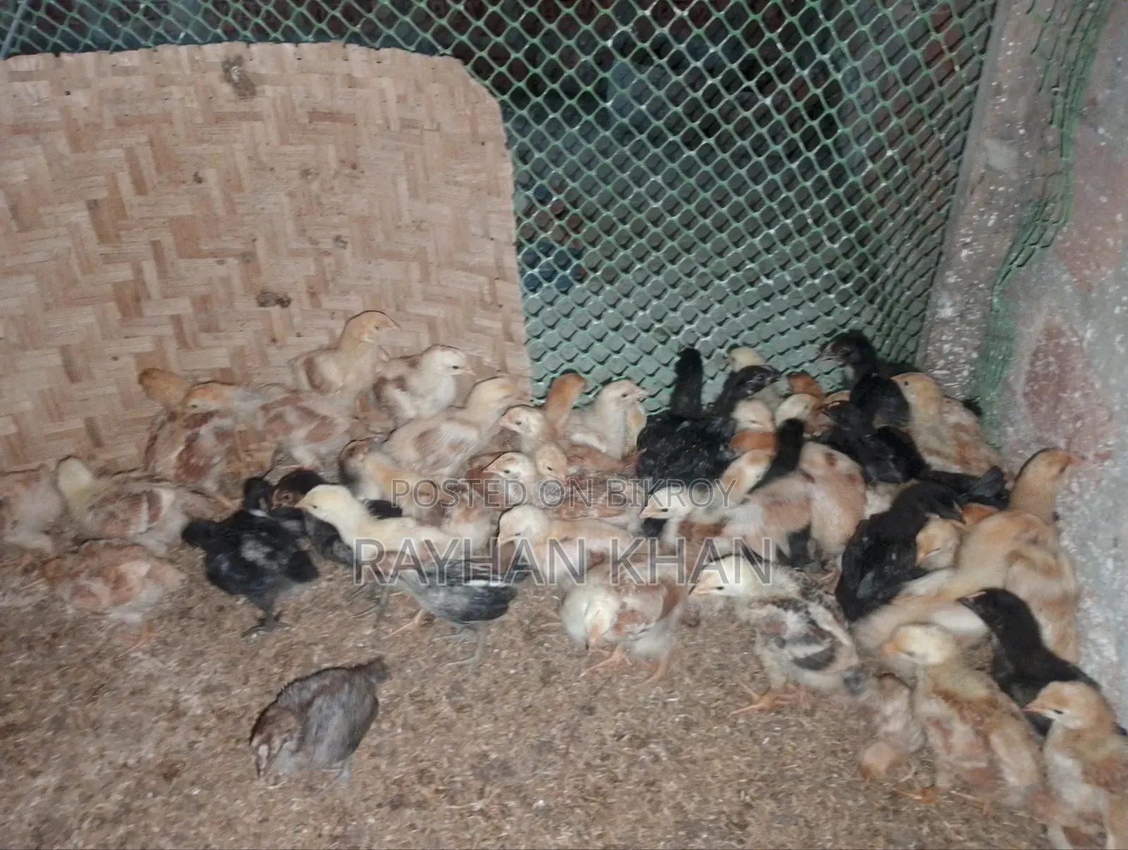 Assalamu Alaikum some Tiger plus Kala Baad babies will be sold