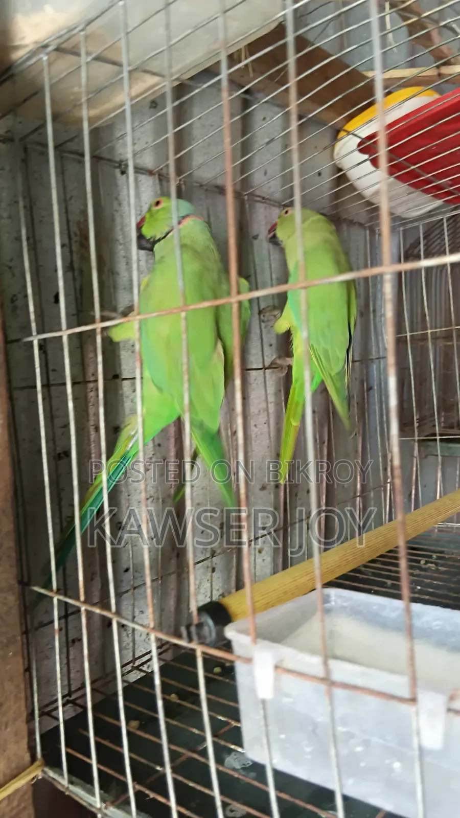 A very good quality parrot if you want can make it talk.