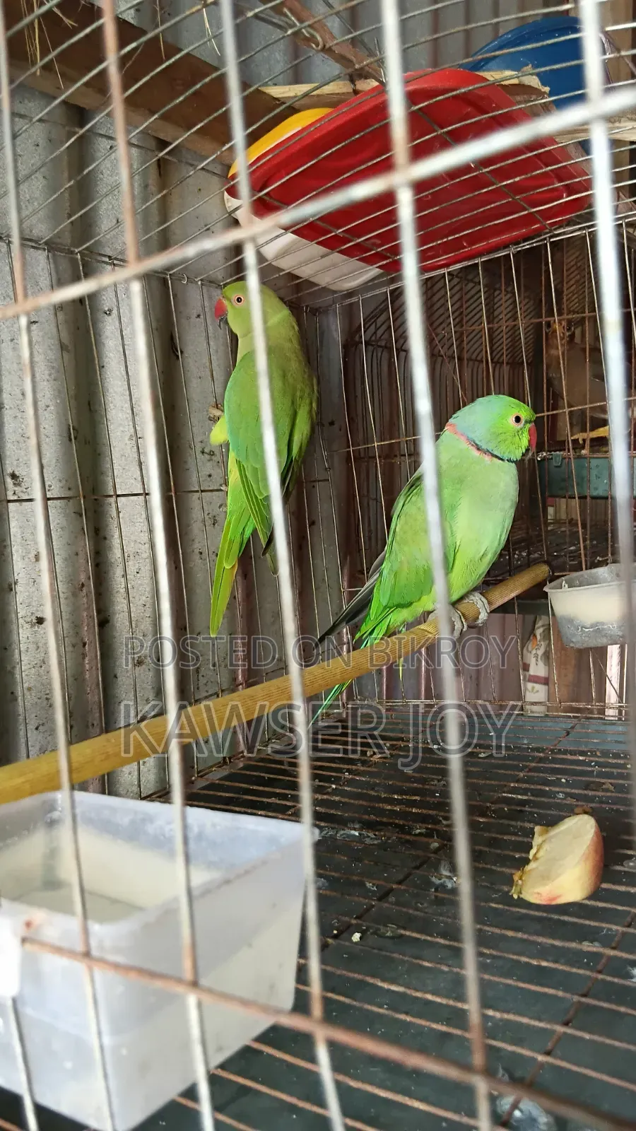 A very good quality parrot if you want can make it talk.