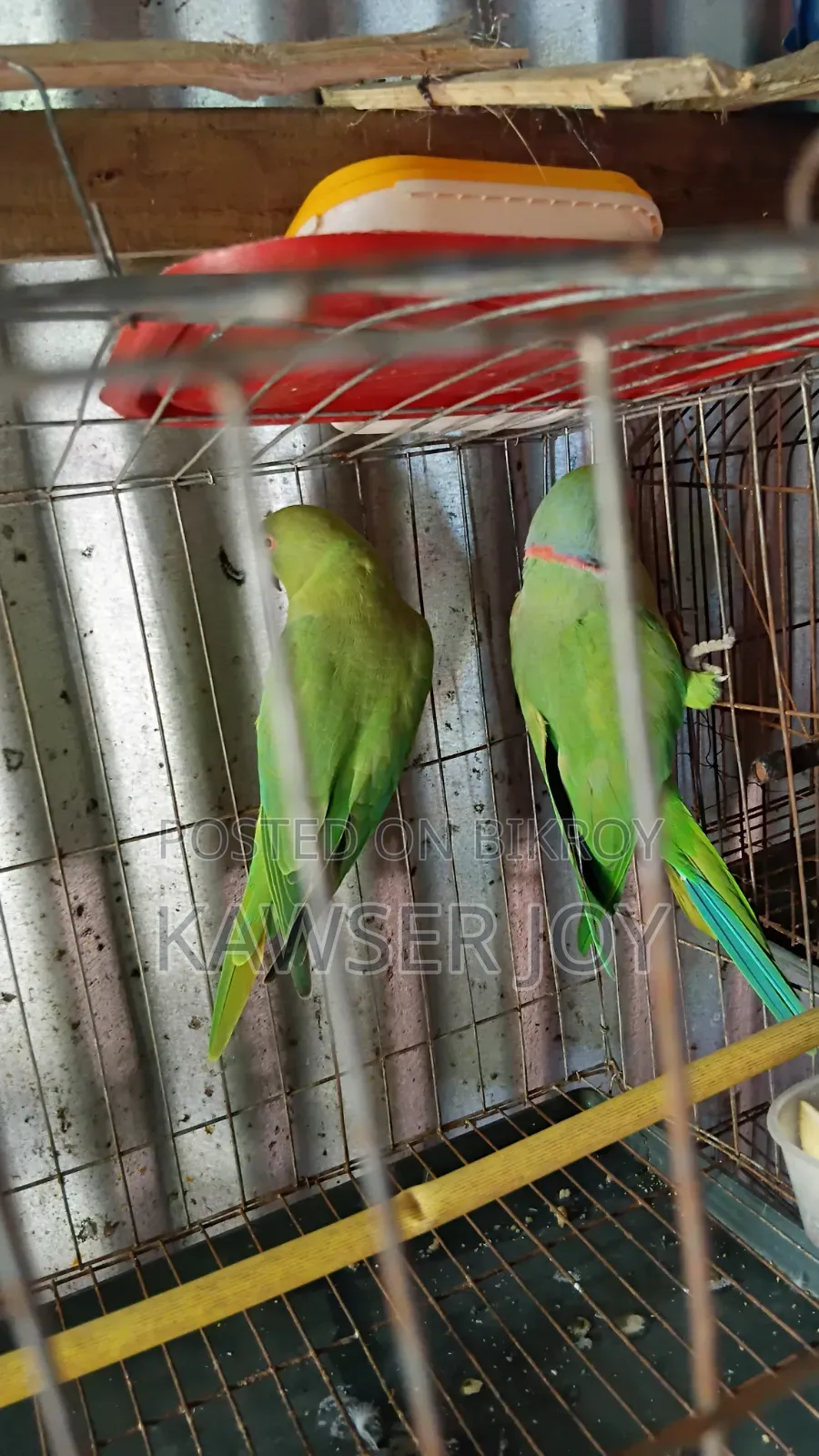 A very good quality parrot if you want can make it talk.