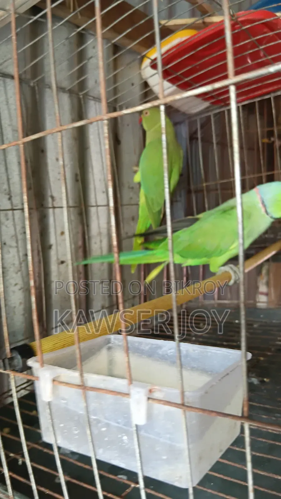 A very good quality parrot if you want can make it talk.