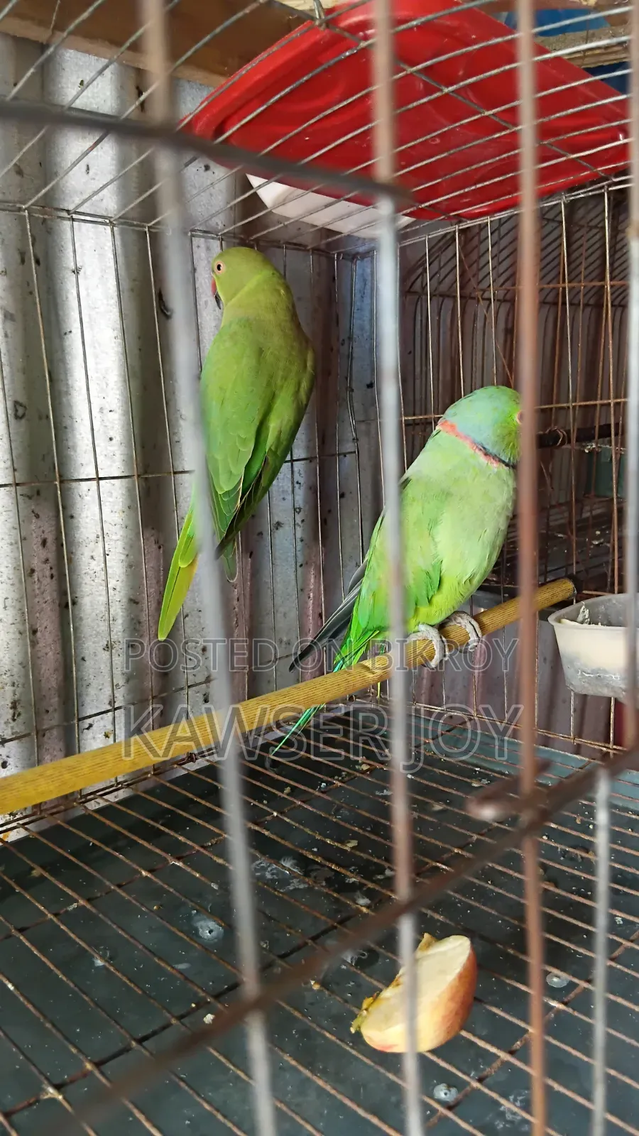 A very good quality parrot if you want can make it talk.