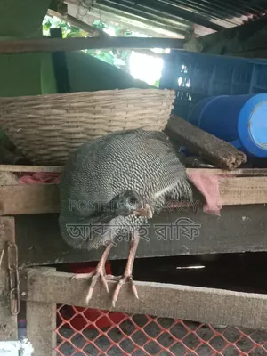 Teeth chicken will be sold
