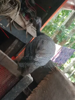Teeth chicken will be sold