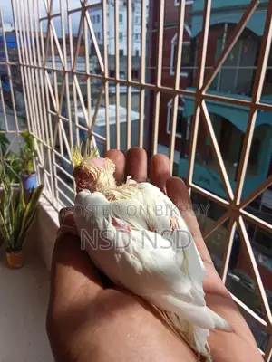 Cockatiel Baby