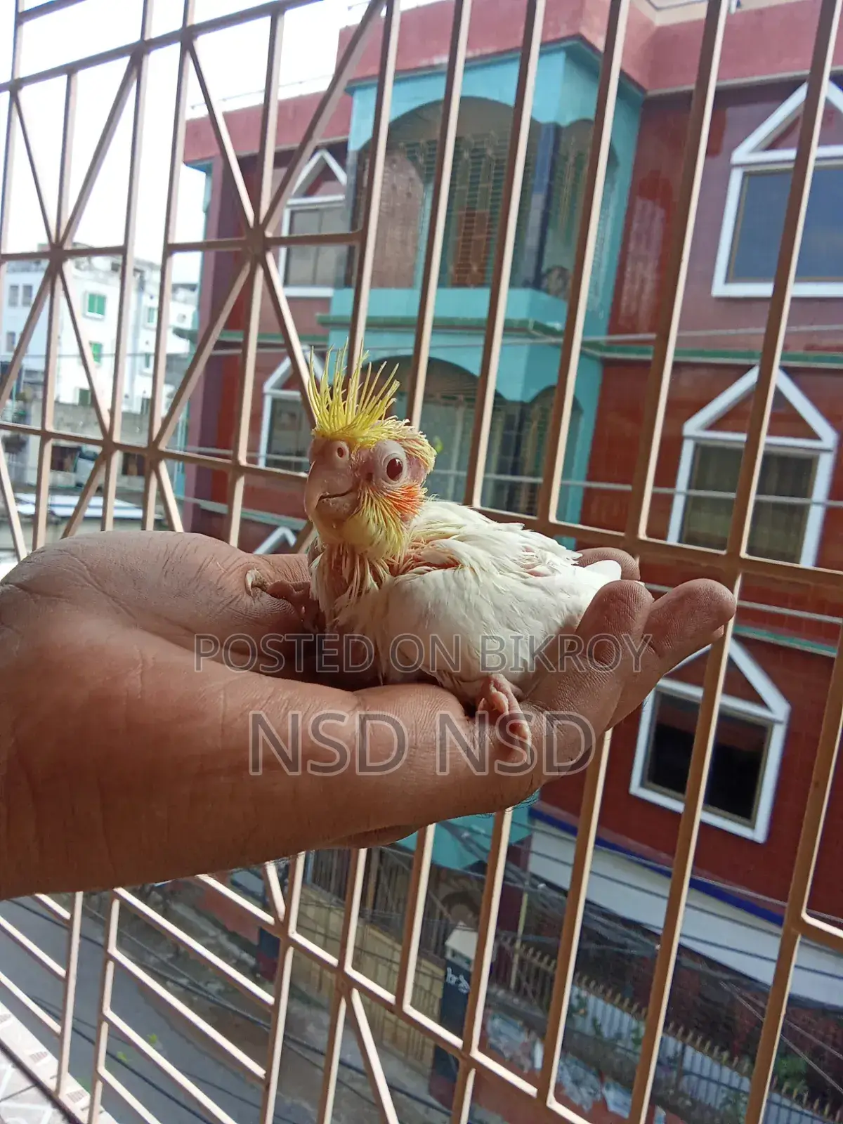 Cockatiel Baby