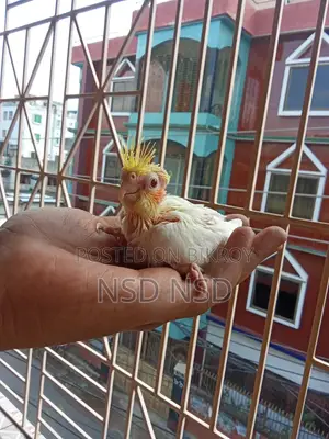 Cockatiel Baby