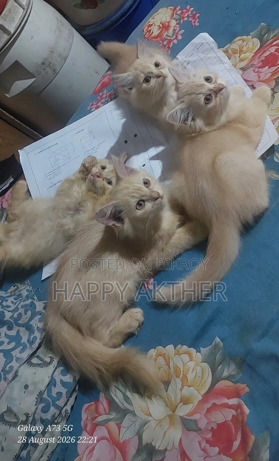 1-3 Months Male Mixed Breed Persian Cat