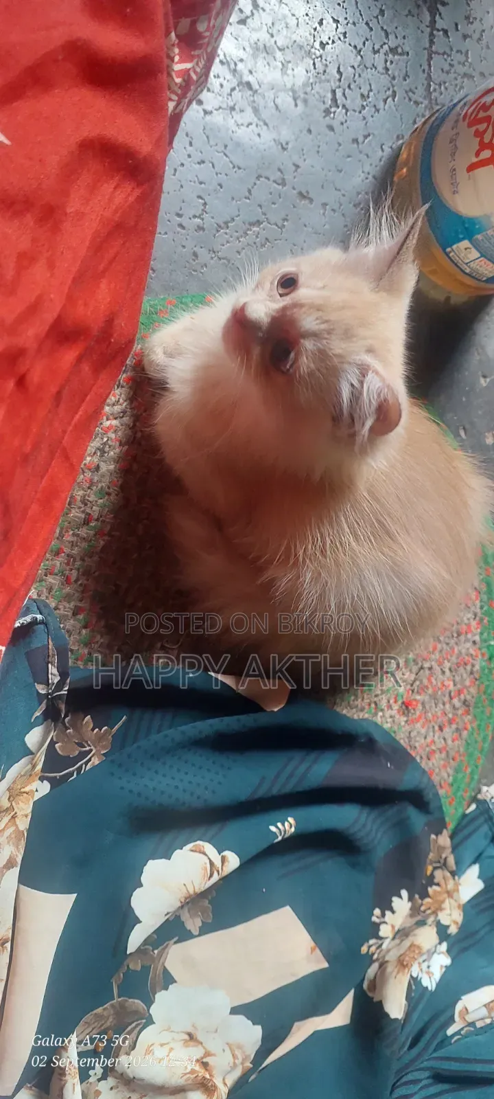 1-3 Months Male Mixed Breed Persian Cat