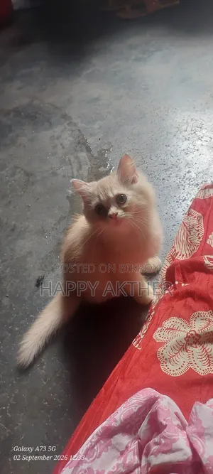 1-3 Months Male Mixed Breed Persian Cat