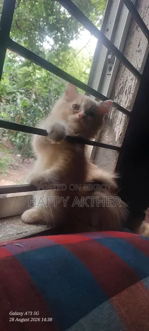 1-3 Months Male Mixed Breed Persian Cat