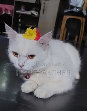 1-3 Months Male Mixed Breed Persian Cat