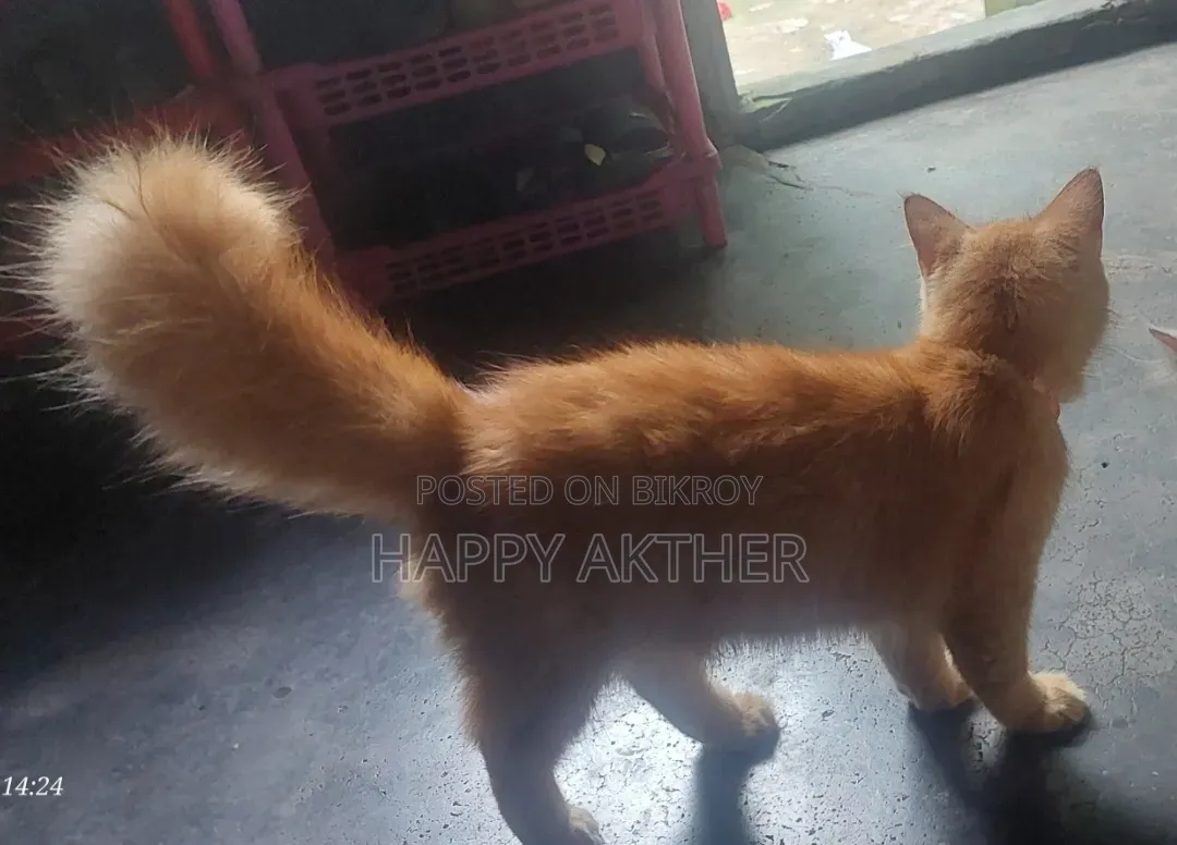 1-3 Months Male Mixed Breed Persian Cat