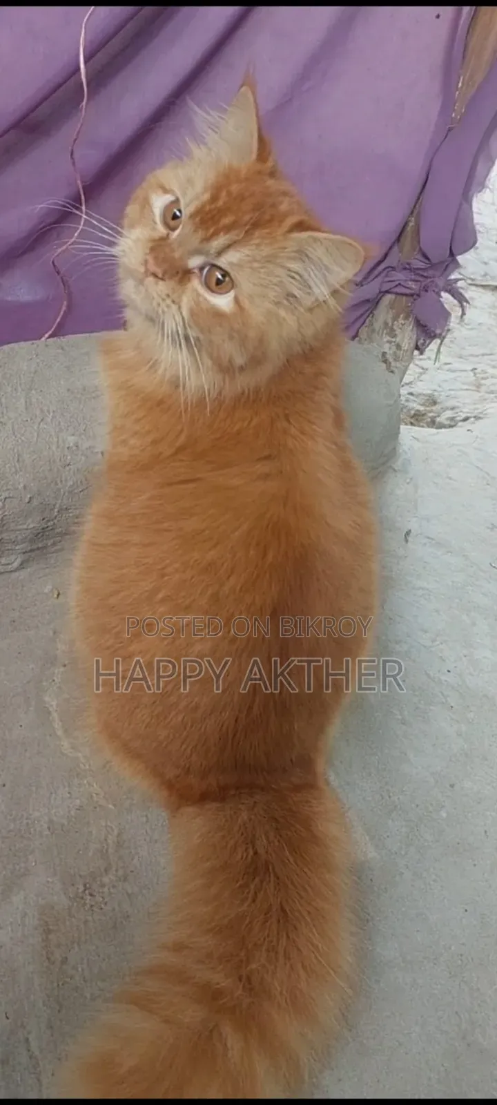 1-3 Months Male Mixed Breed Persian Cat
