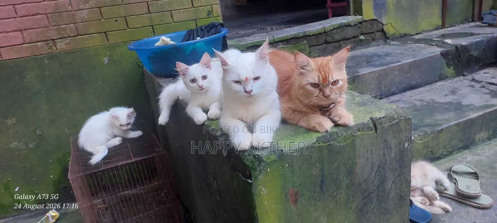 1-3 Months Male Mixed Breed Persian Cat