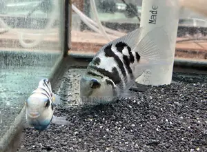 Polar Parrot Fish - Black White Color - Breeding Size