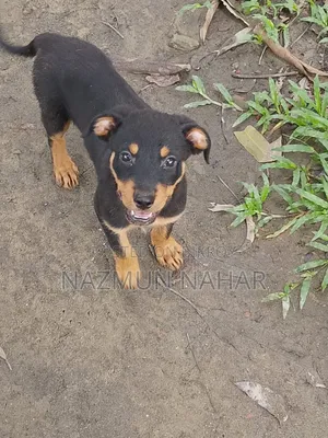 3-6 Month Female Purebred Rottweiler