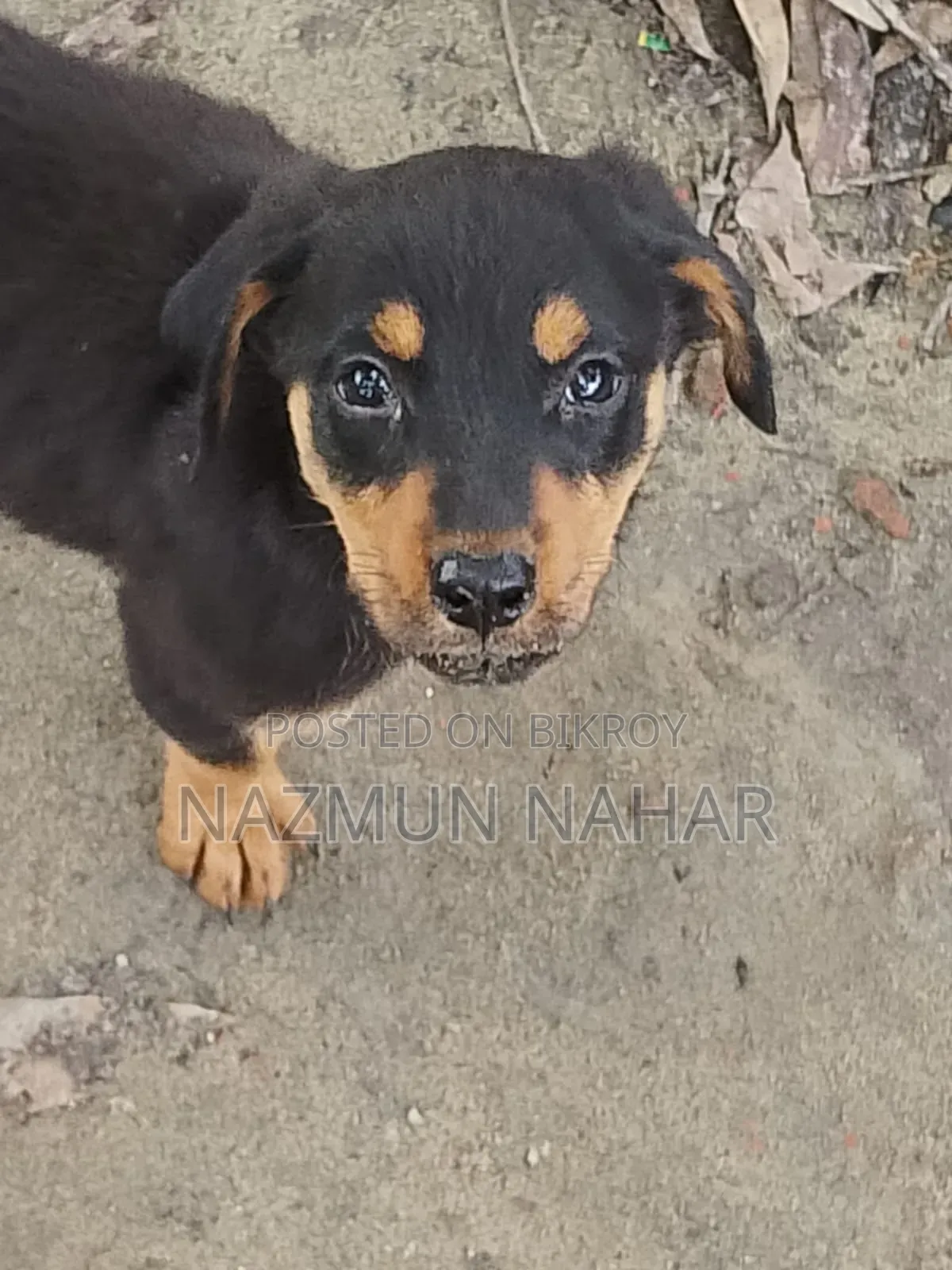 3-6 Month Female Purebred Rottweiler