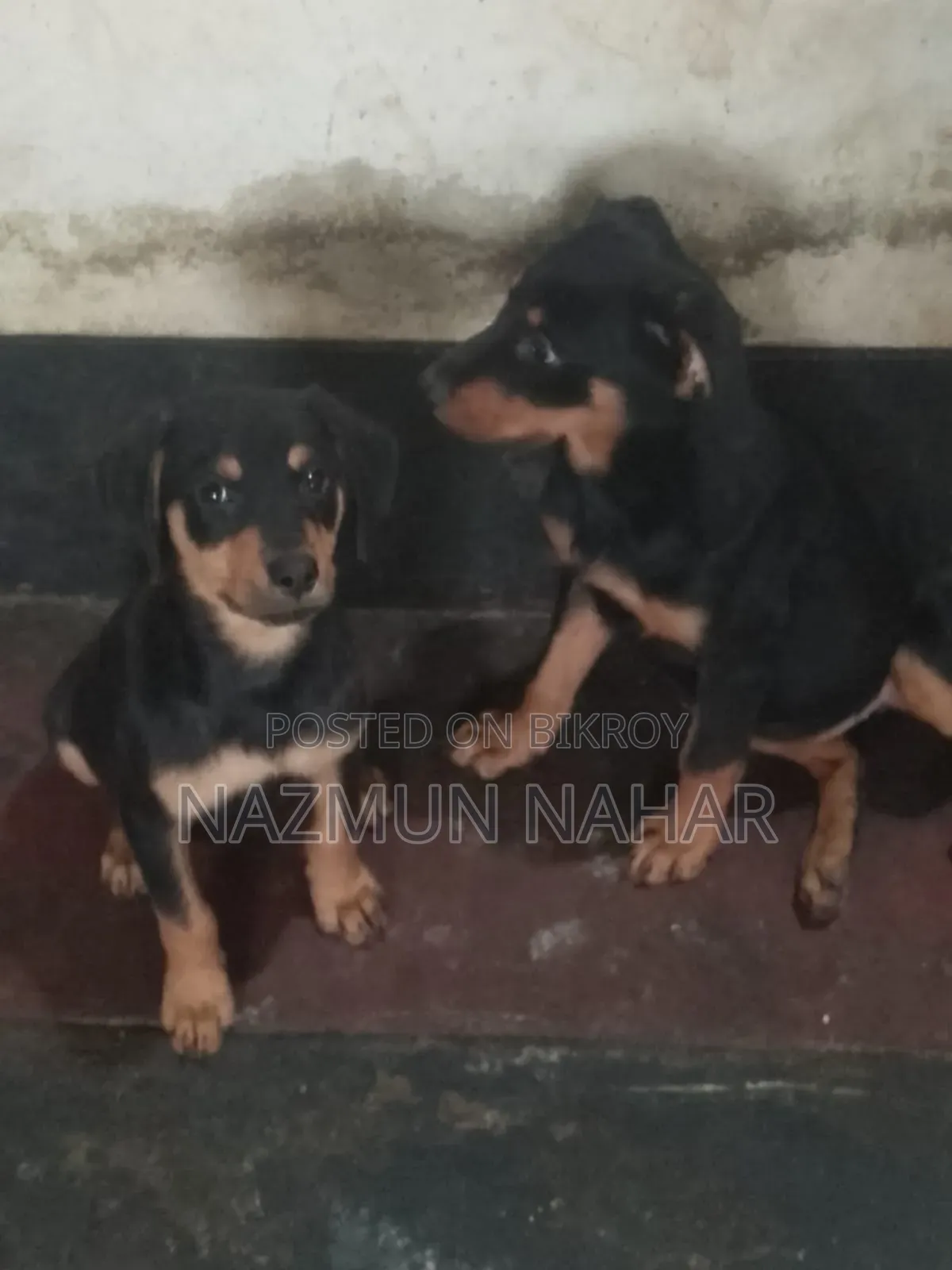 3-6 Month Female Purebred Rottweiler