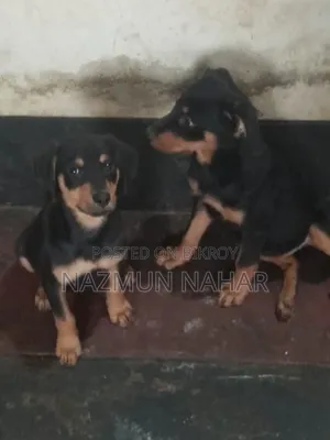 3-6 Month Female Purebred Rottweiler