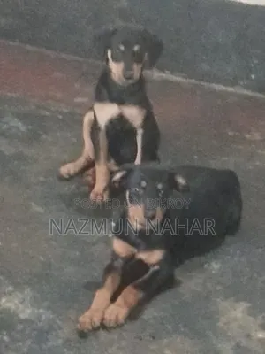 3-6 Month Female Purebred Rottweiler