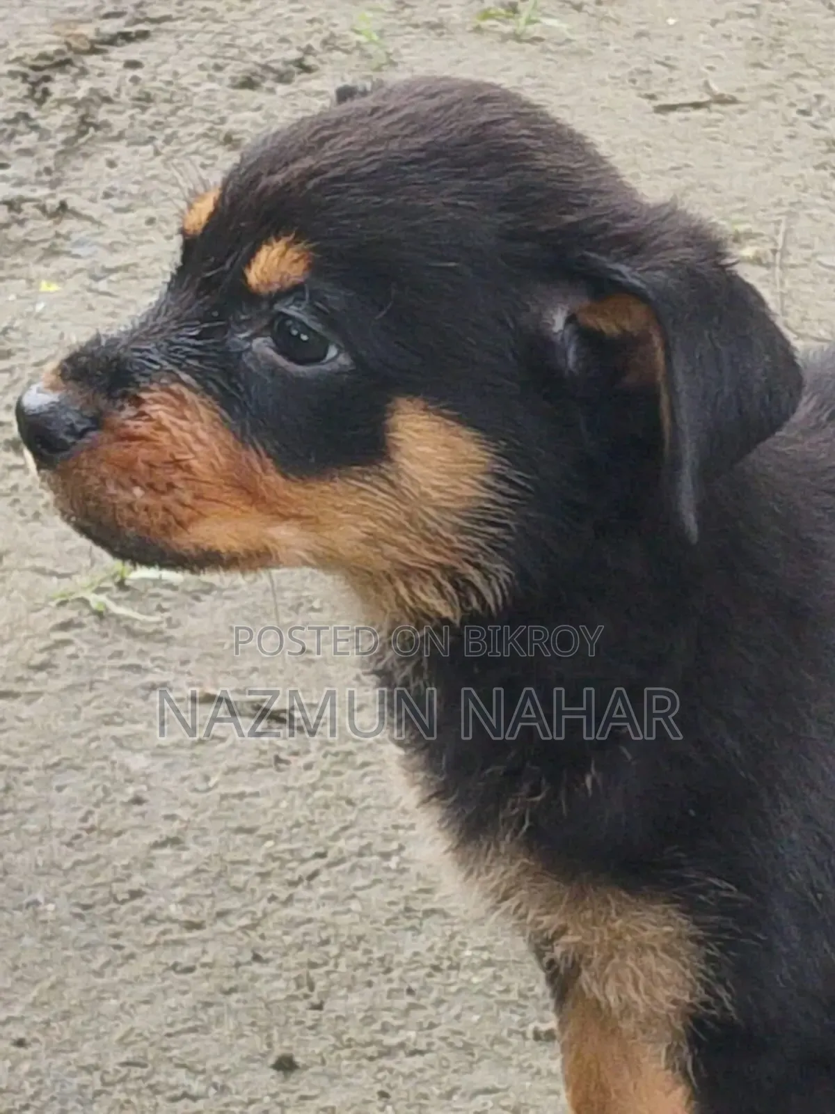 3-6 Month Female Purebred Rottweiler