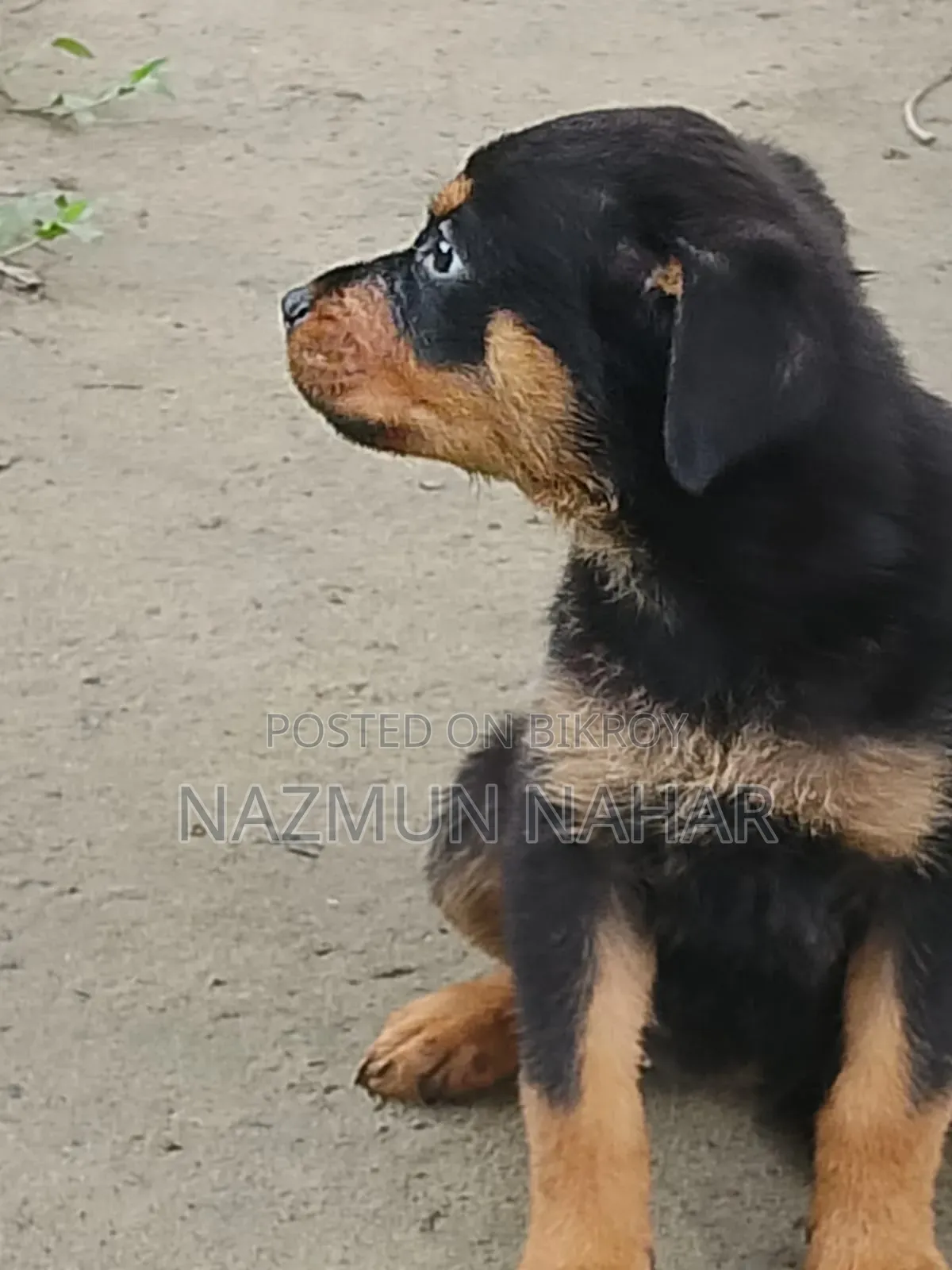 3-6 Month Female Purebred Rottweiler
